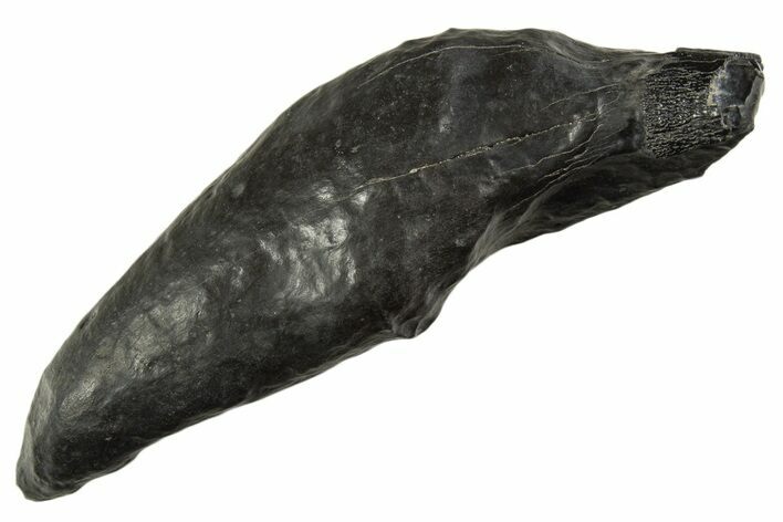 Fossil Sperm Whale (Scaldicetus) Tooth - South Carolina #340761